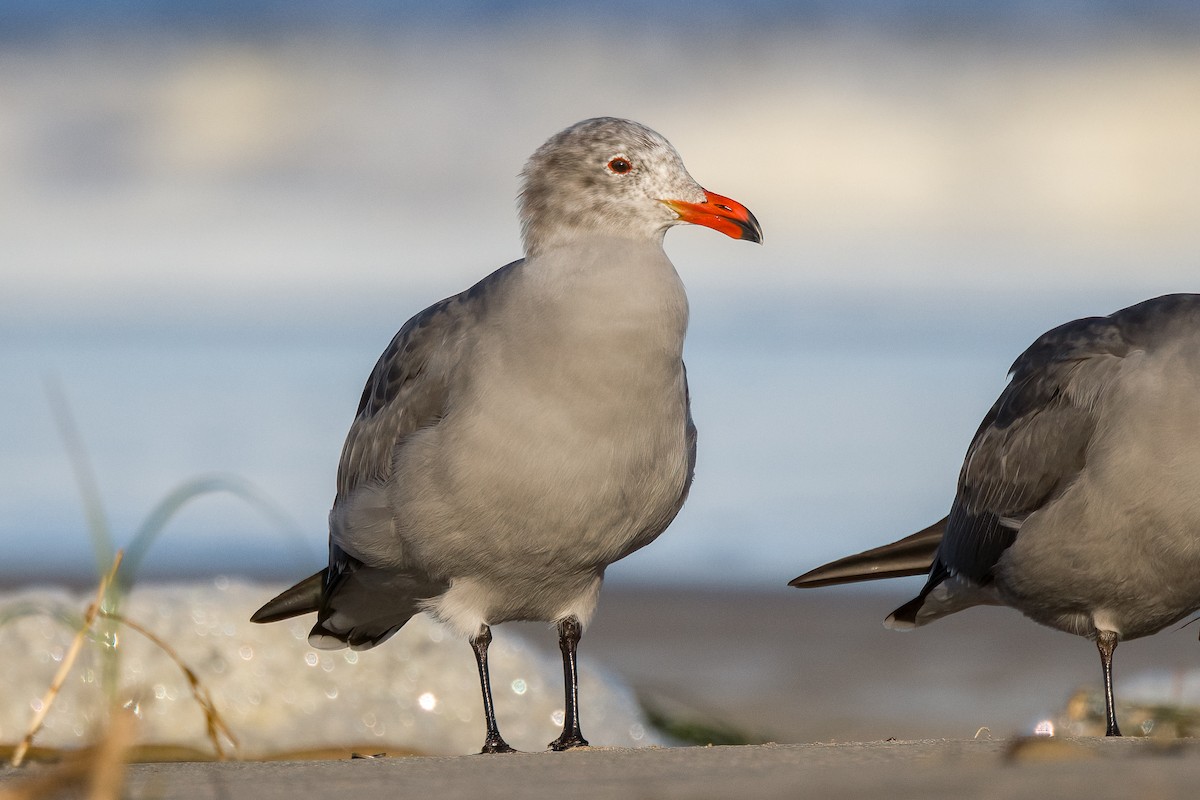 Heermann's Gull - ML628381754