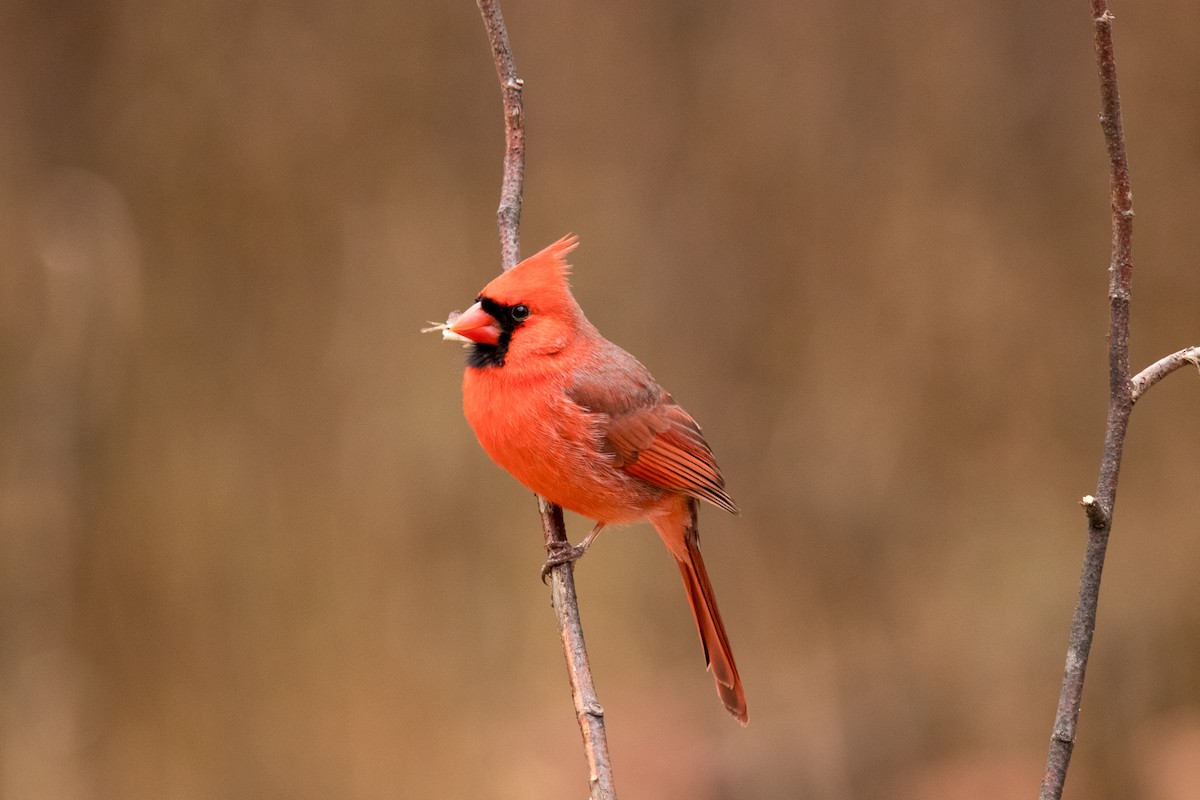 Northern Cardinal - ML628381772