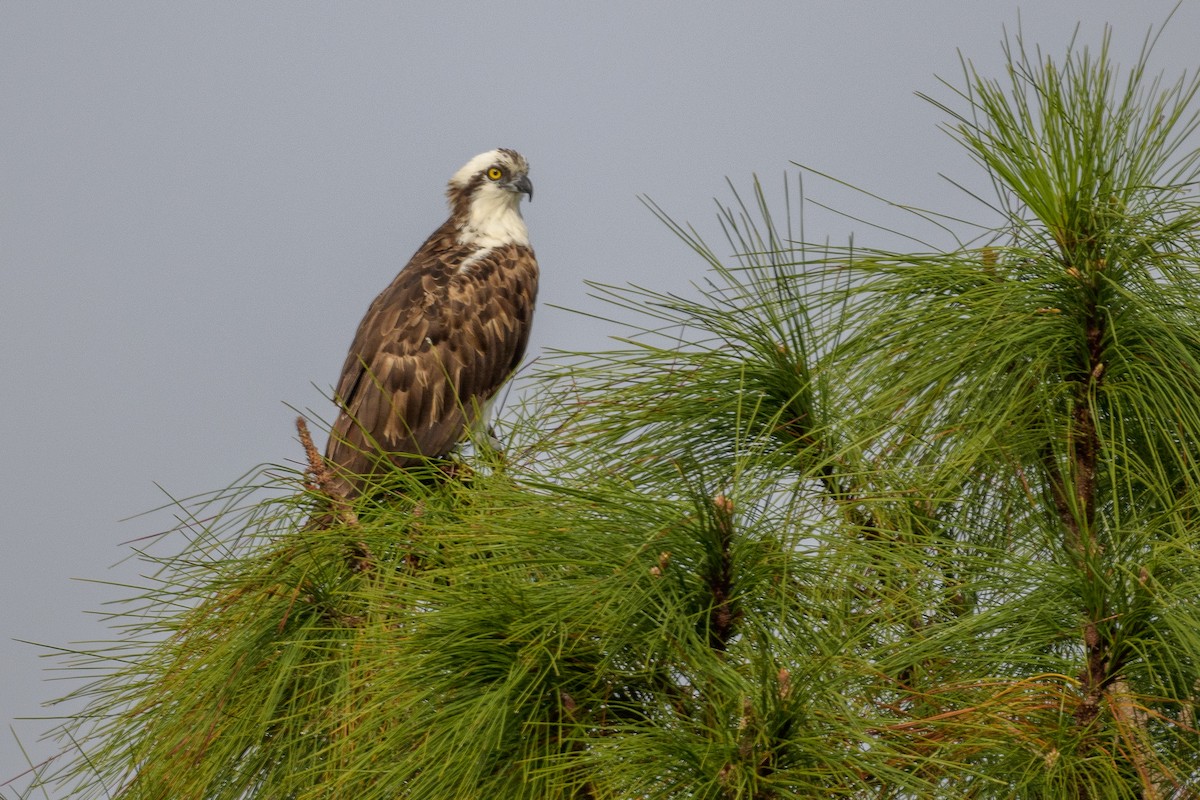 Falco pescatore - ML628381921