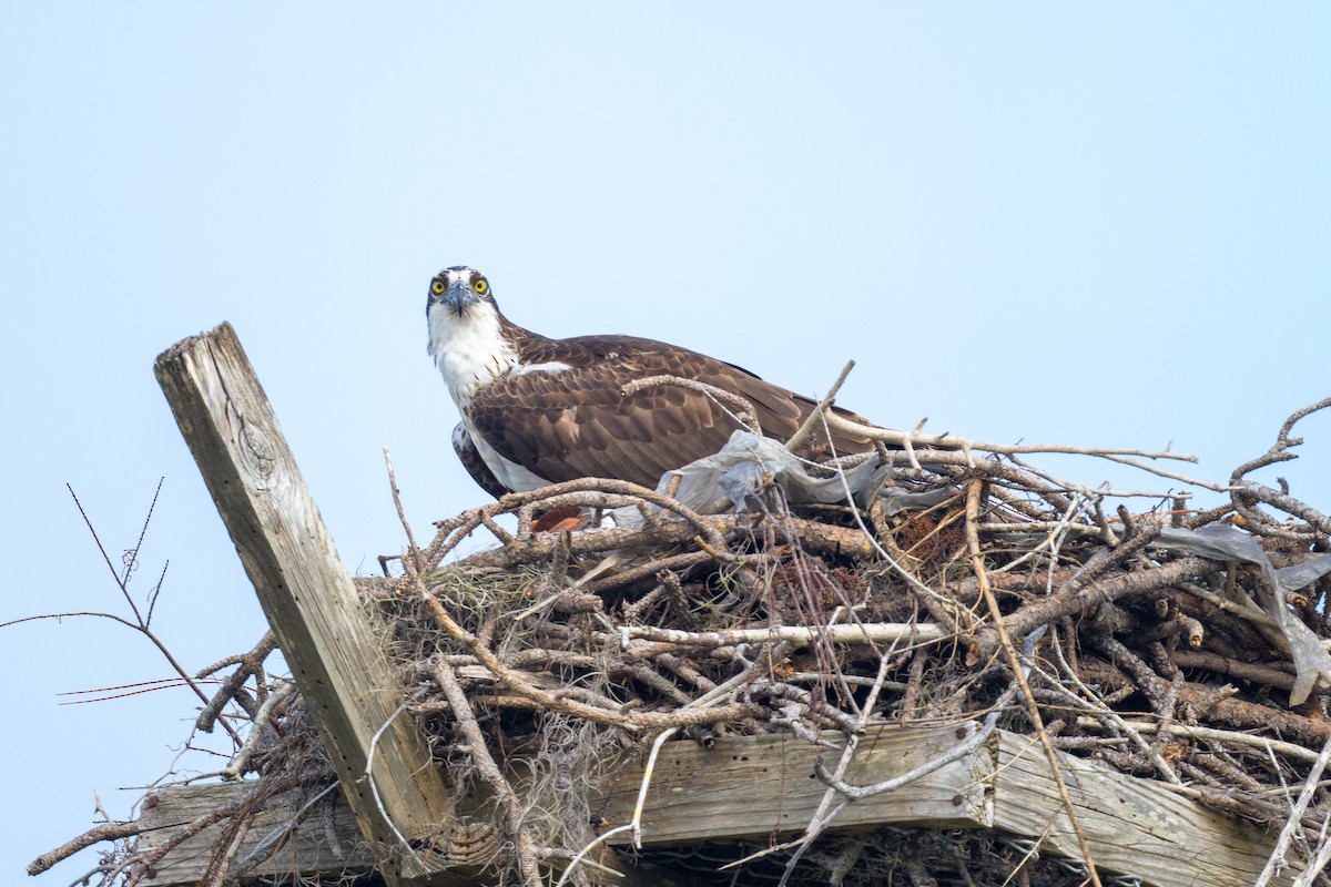 Falco pescatore - ML628381923