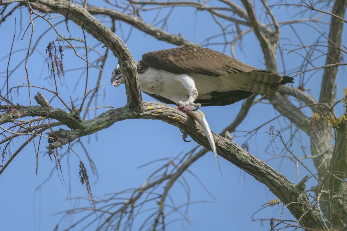 Falco pescatore - ML628381928