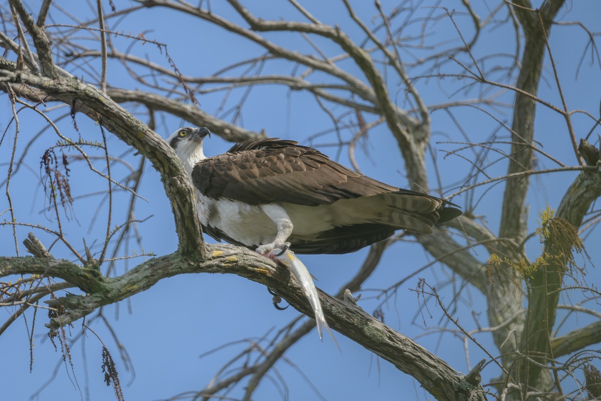 Falco pescatore - ML628381930