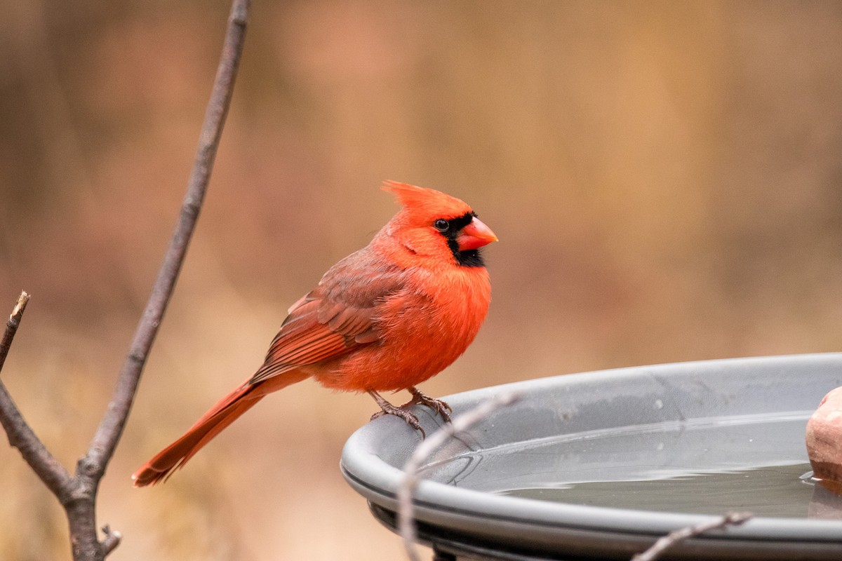 Northern Cardinal - ML628382000