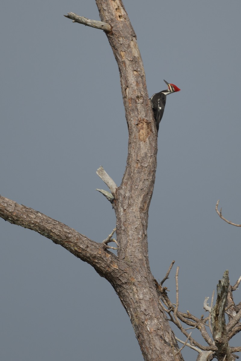 Pileated Woodpecker - ML628382001