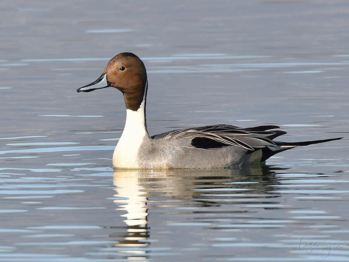 Northern Pintail - ML628382015