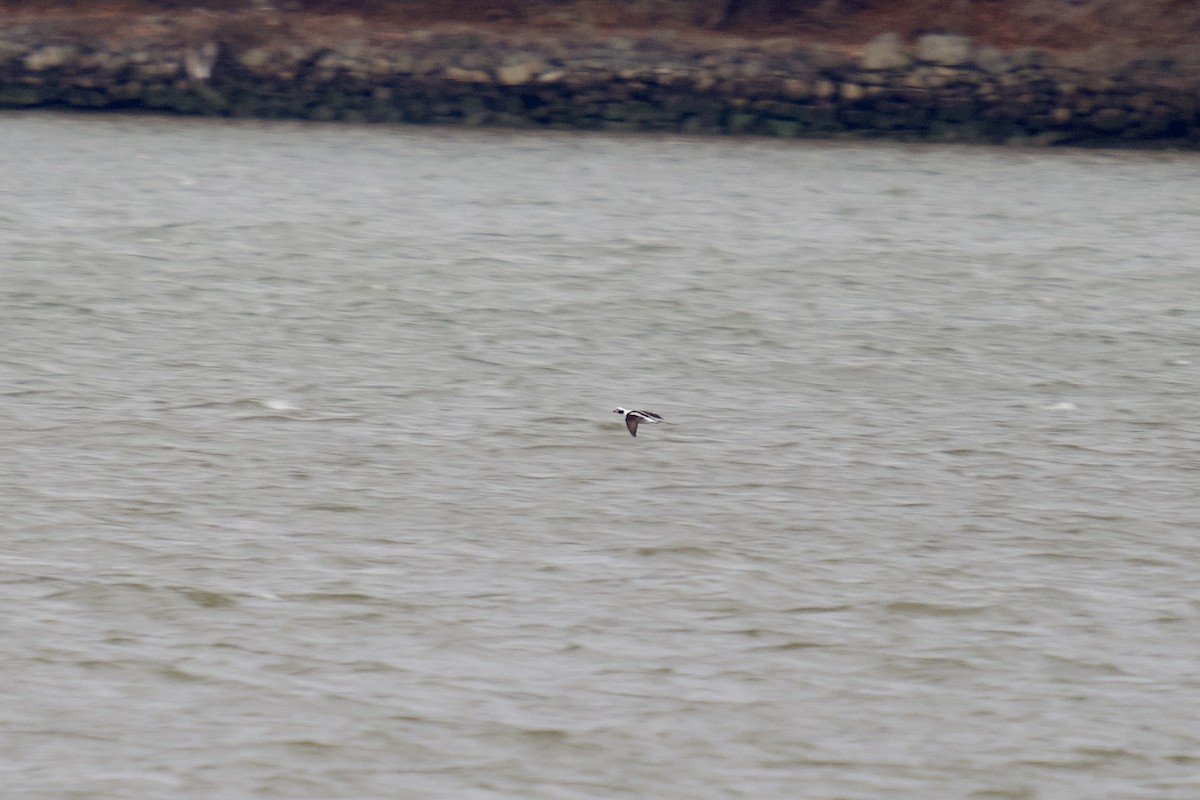 Long-tailed Duck - ML628382025