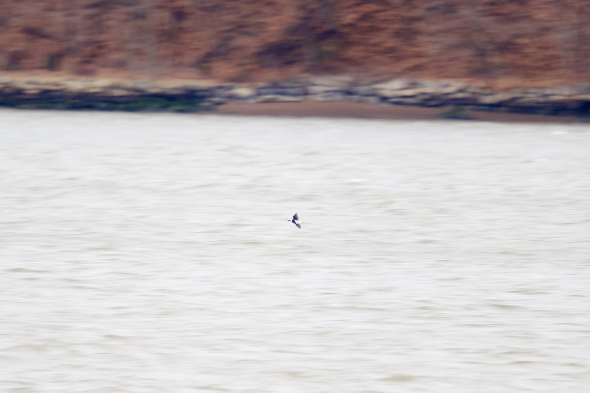 Long-tailed Duck - ML628382026
