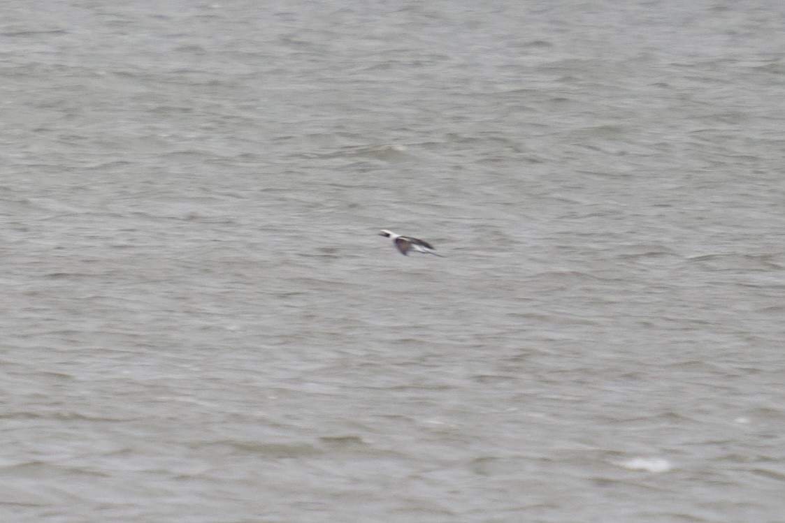 Long-tailed Duck - ML628382027