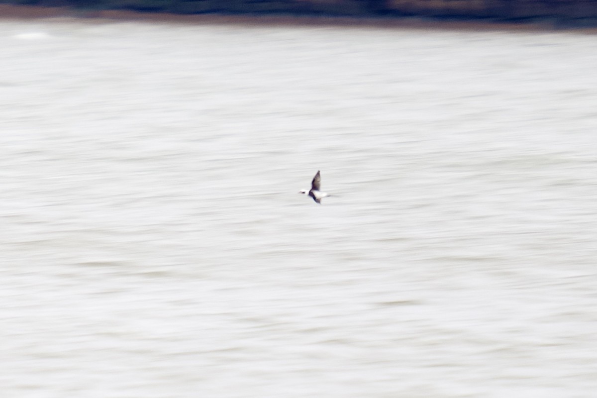 Long-tailed Duck - ML628382028