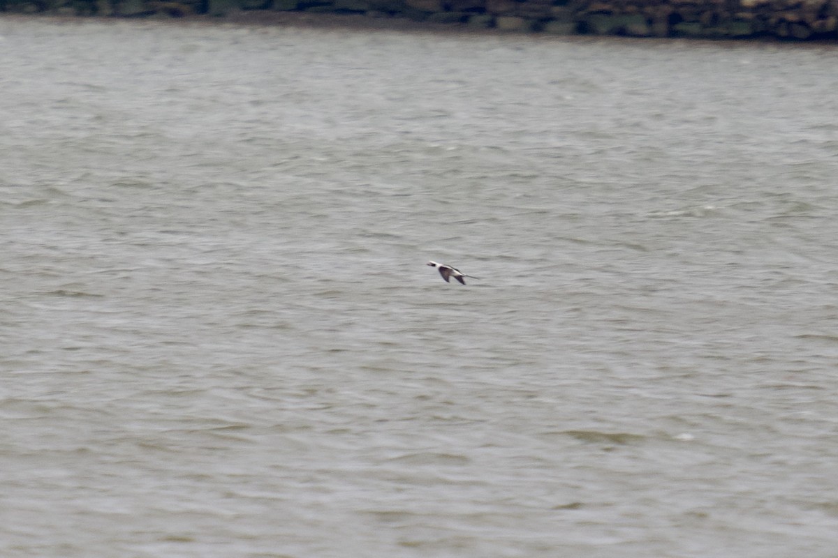 Long-tailed Duck - ML628382029