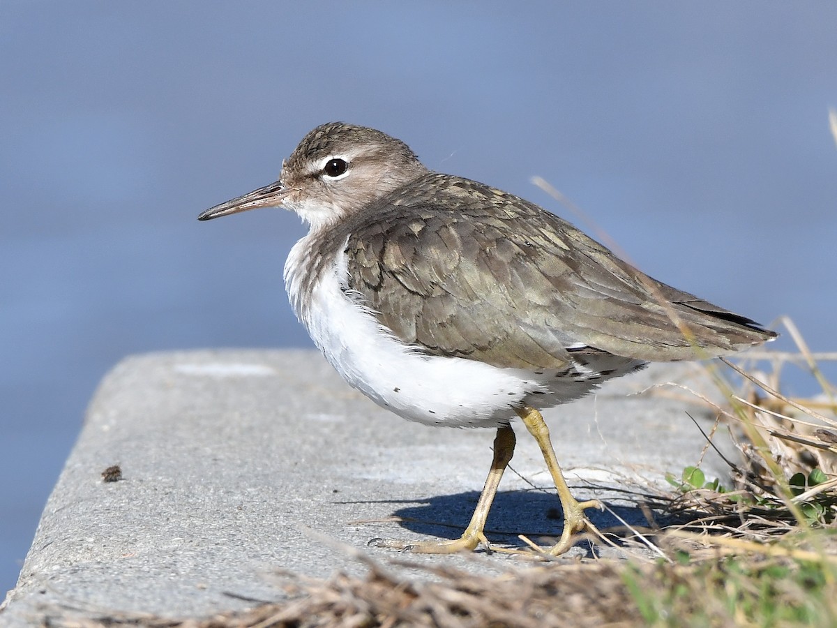 Spotted Sandpiper - ML628382058