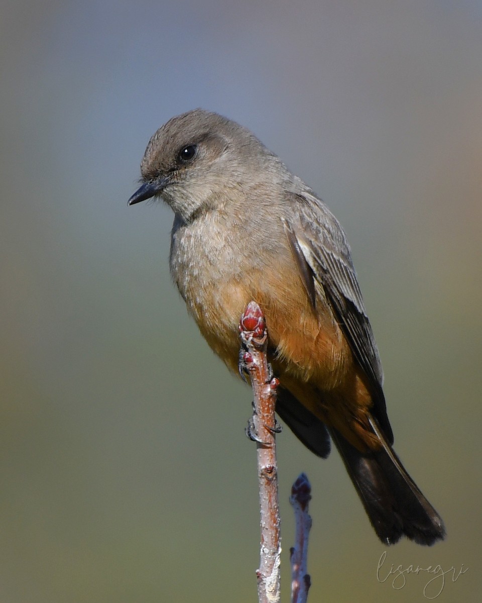 Say's Phoebe - ML628382110