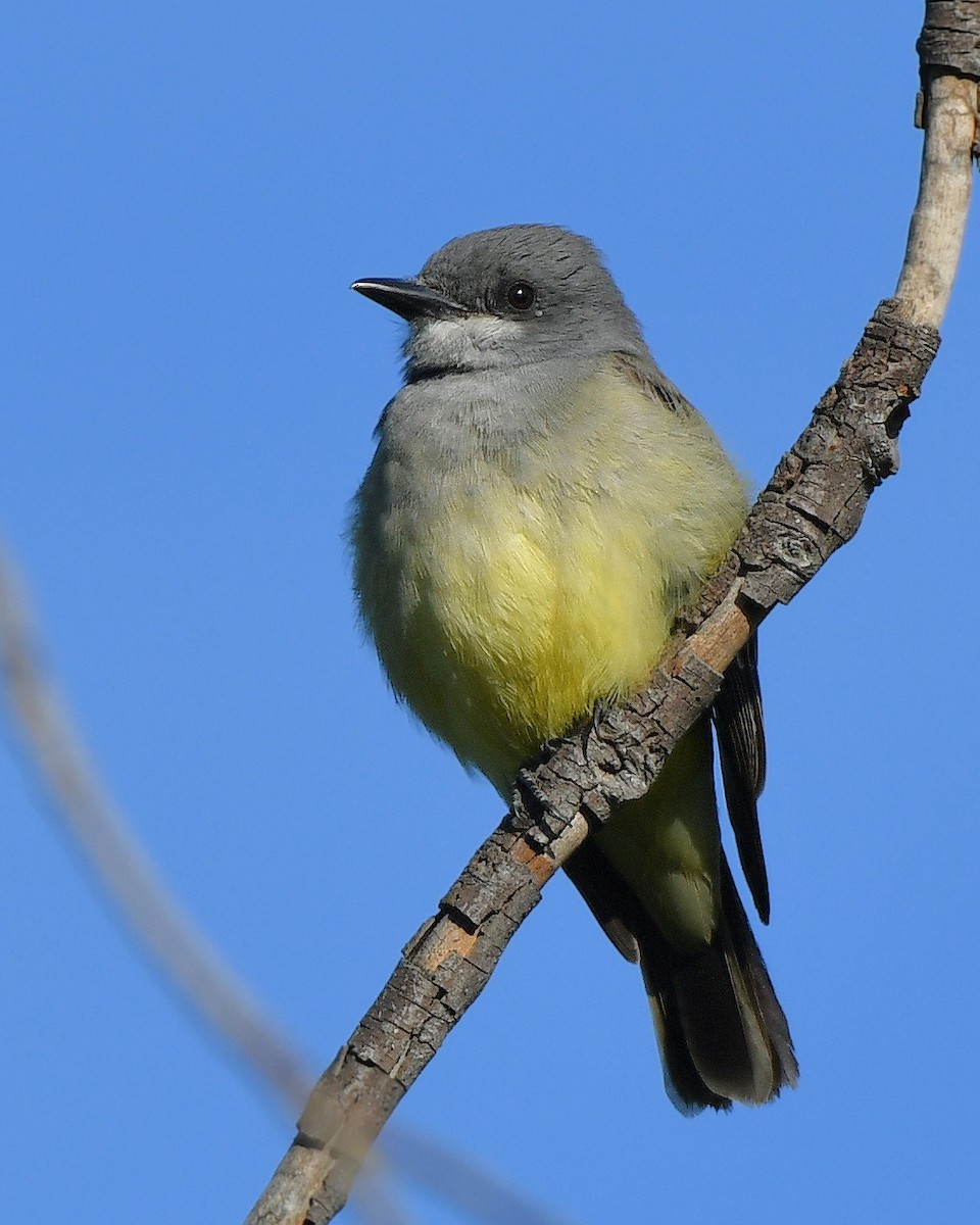 Cassin's Kingbird - ML628382184