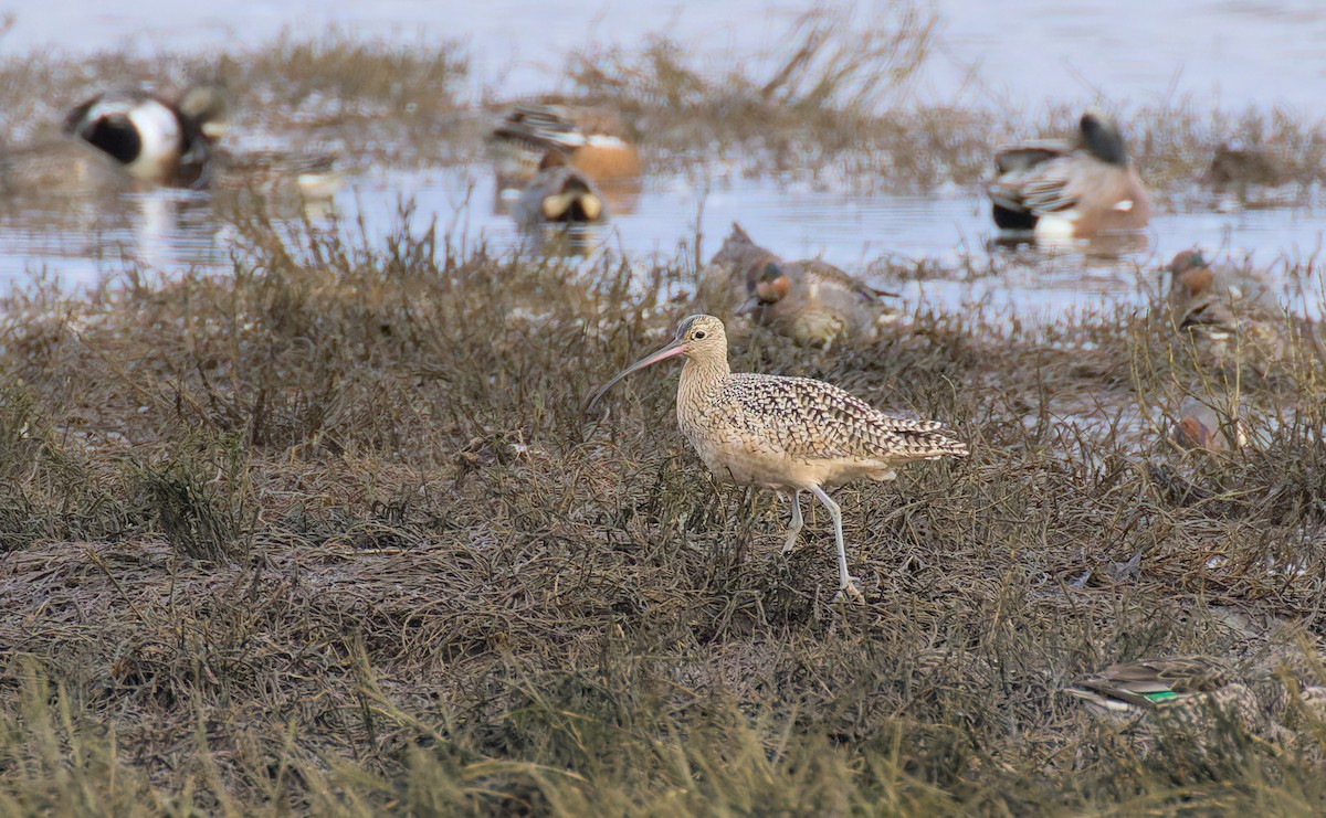 Long-billed Curlew - ML628382320