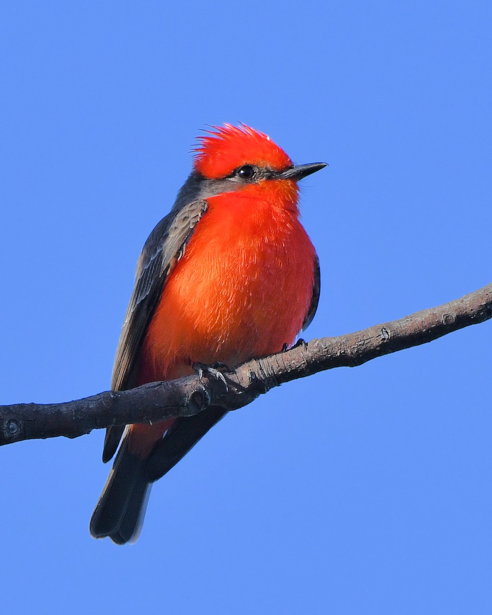 Vermilion Flycatcher - ML628382715