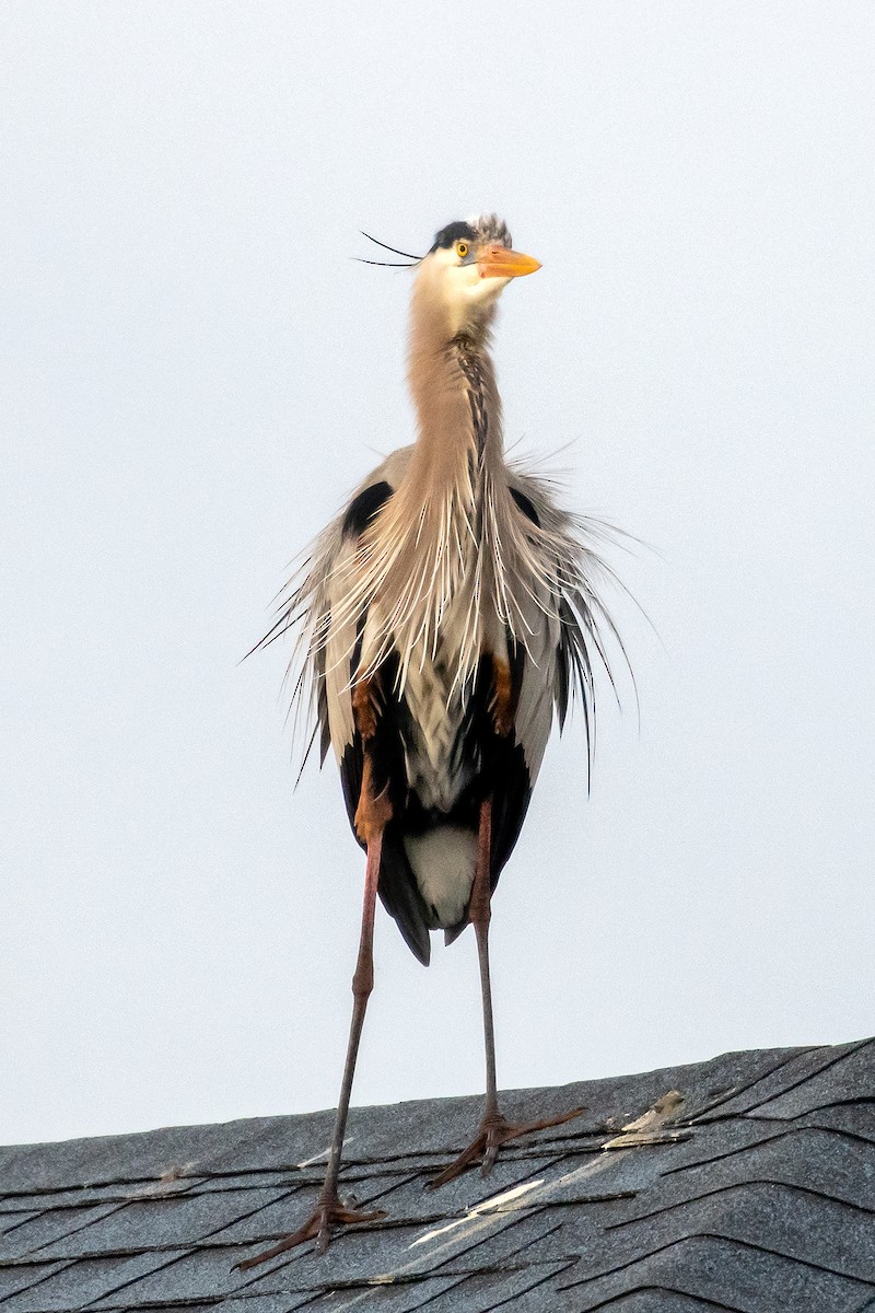 Great Blue Heron - ML628382724