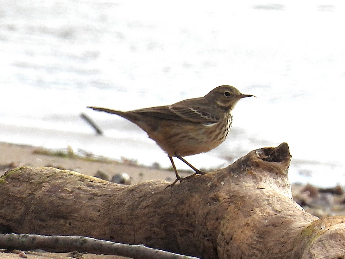 American Pipit - ML628382791