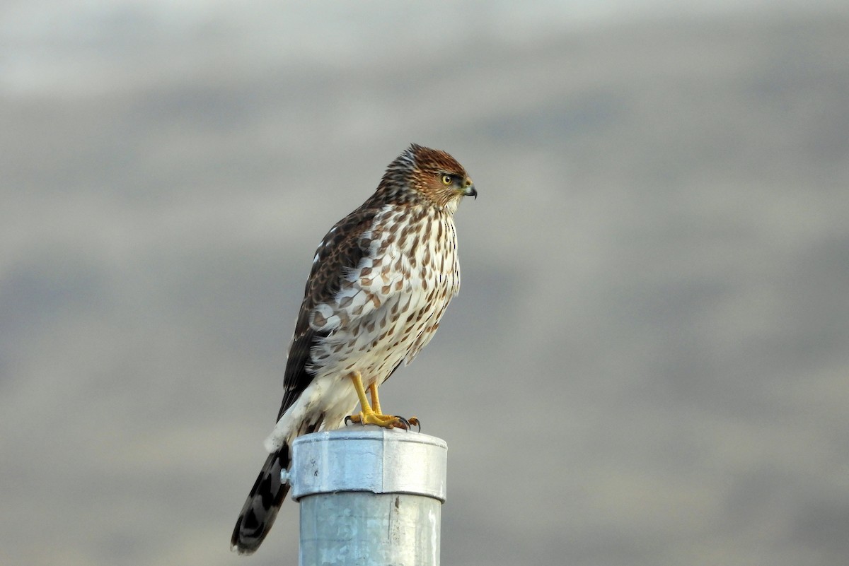 Cooper's Hawk - ML628382934