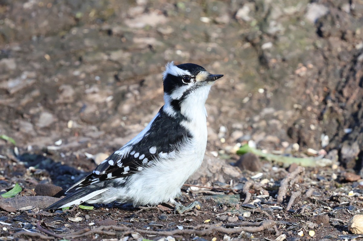 Downy Woodpecker - ML628383039