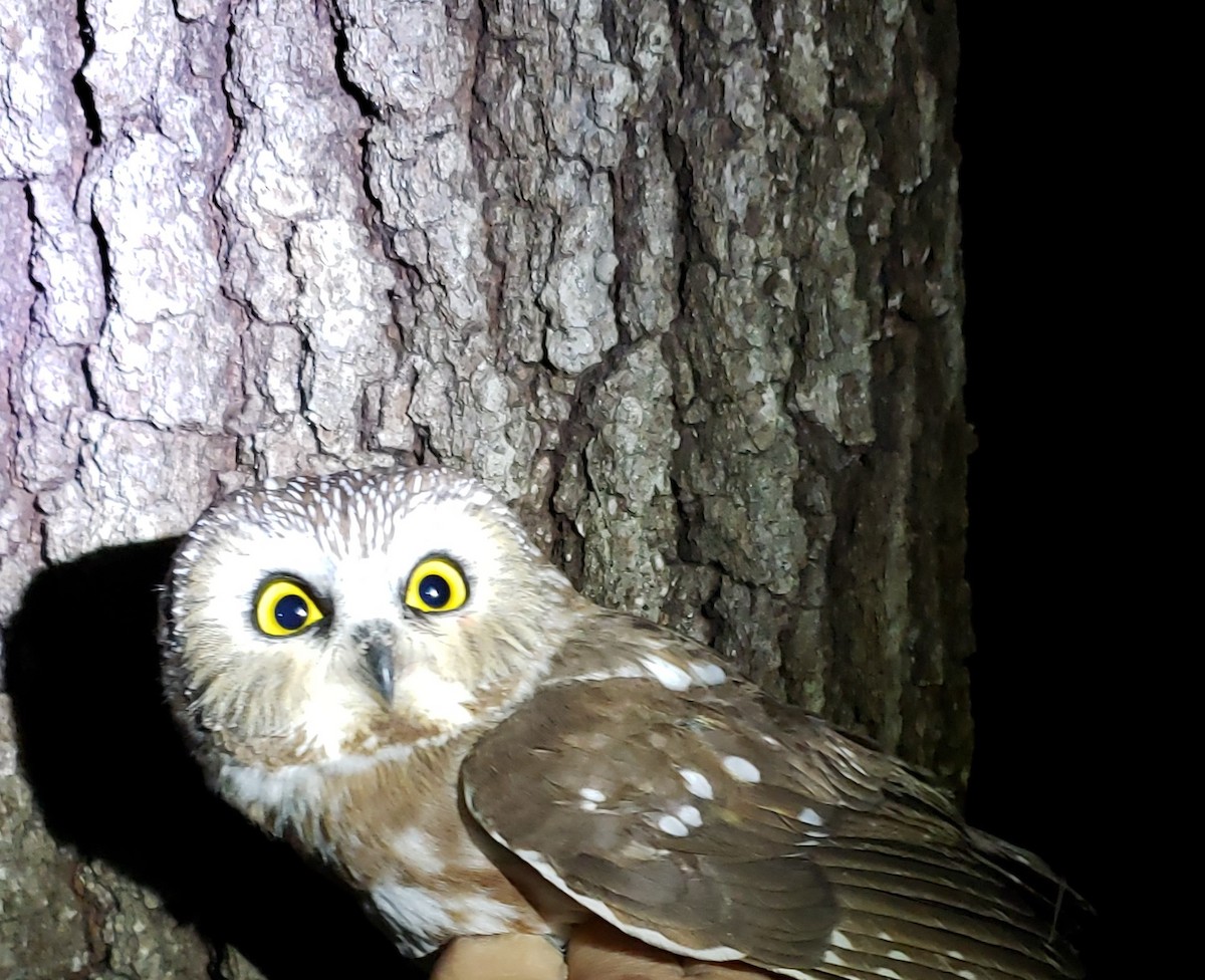 Northern Saw-whet Owl - ML628383054