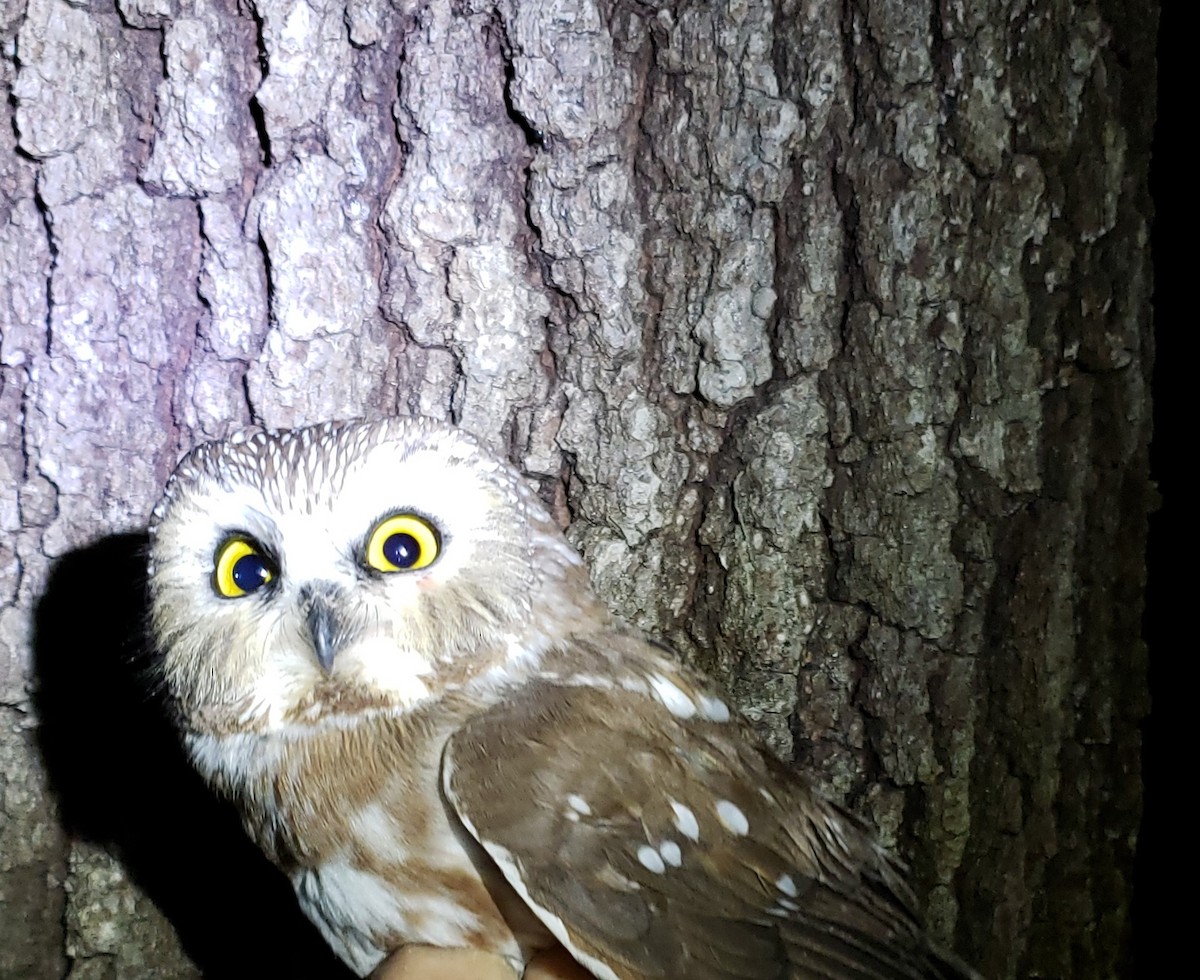 Northern Saw-whet Owl - ML628383056