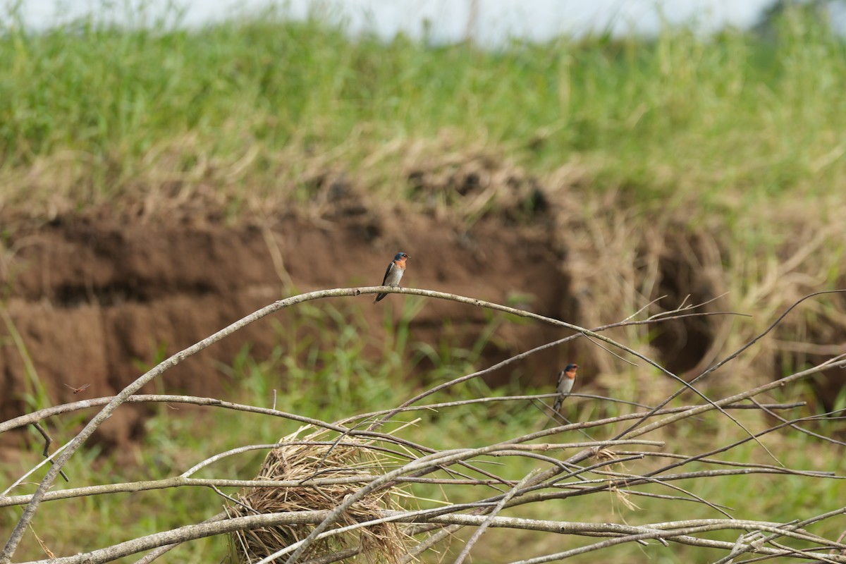 Welcome Swallow - ML628383259