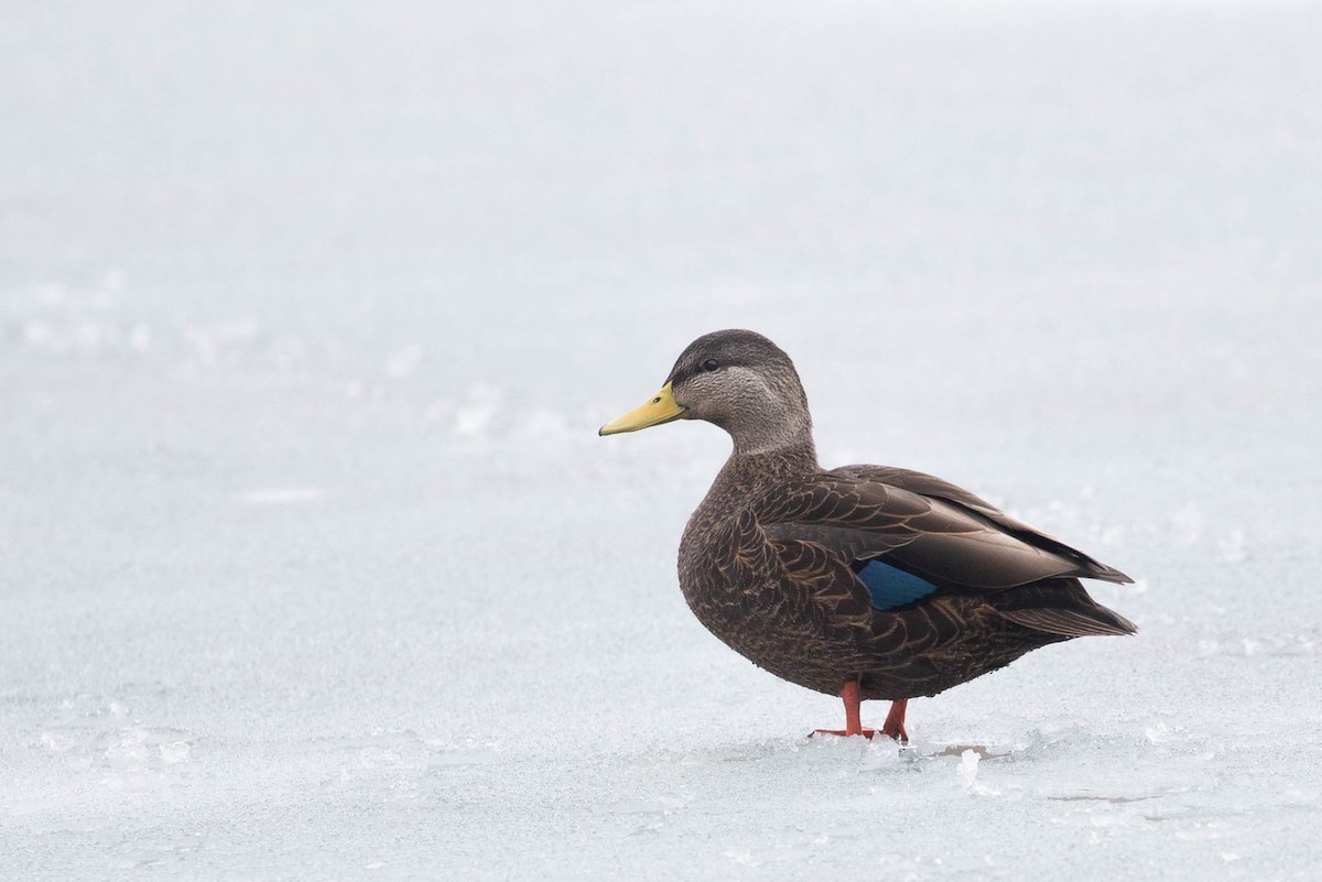 American Black Duck - ML628383313