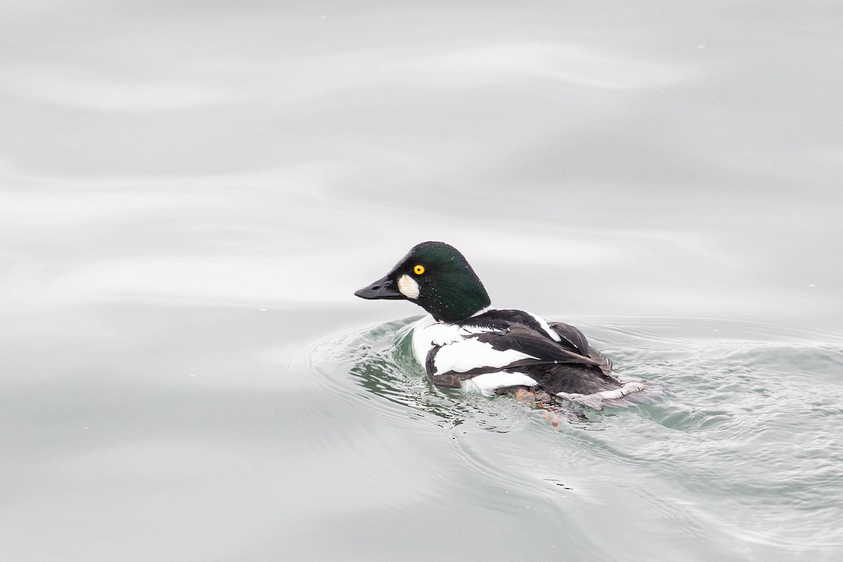 Common Goldeneye - ML628383317