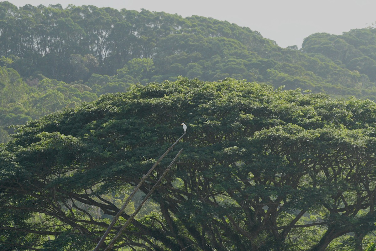 Great Egret - ML628383380