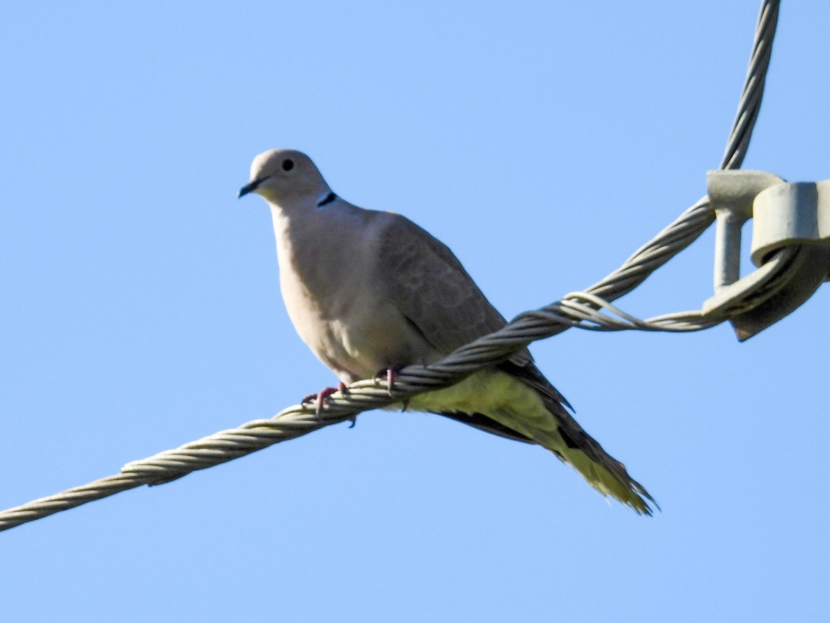 Eurasian Collared-Dove - Daniel Garrigues