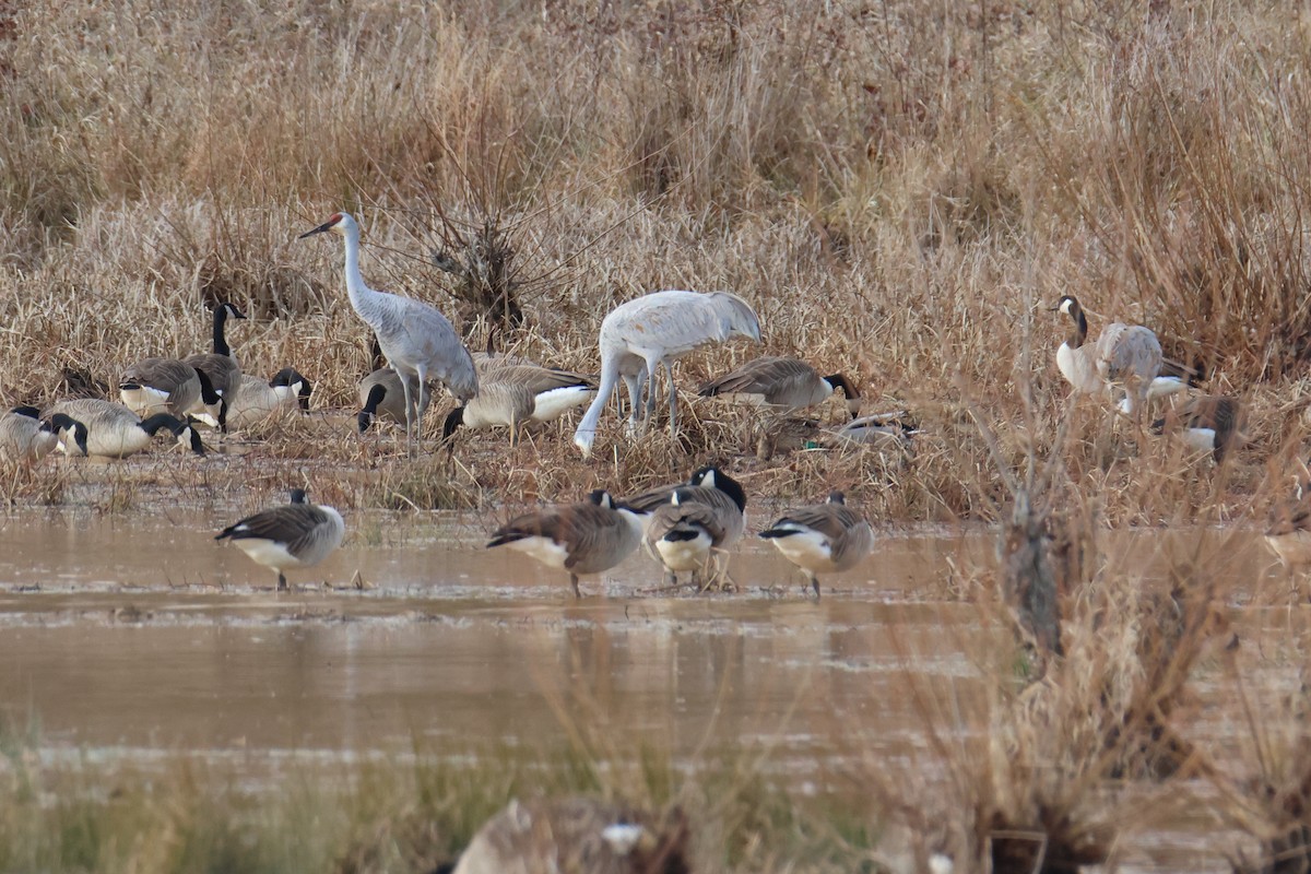 Орог тогоруу - ML628383479