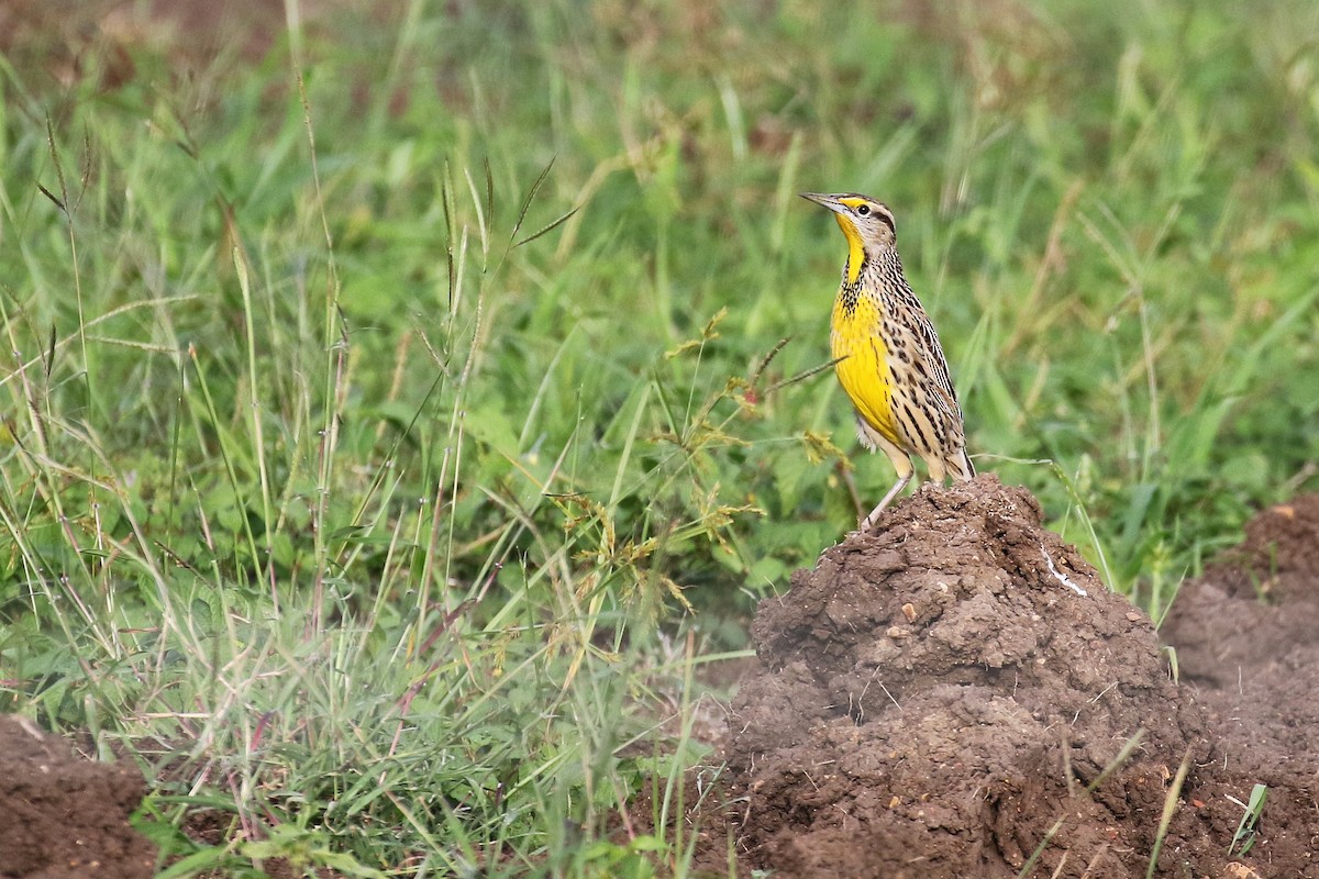 Eastern Meadowlark (Cuban) - ML628383603