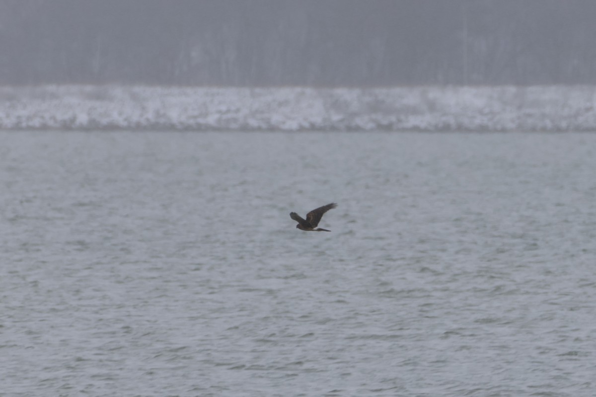 Northern Harrier - ML628383760