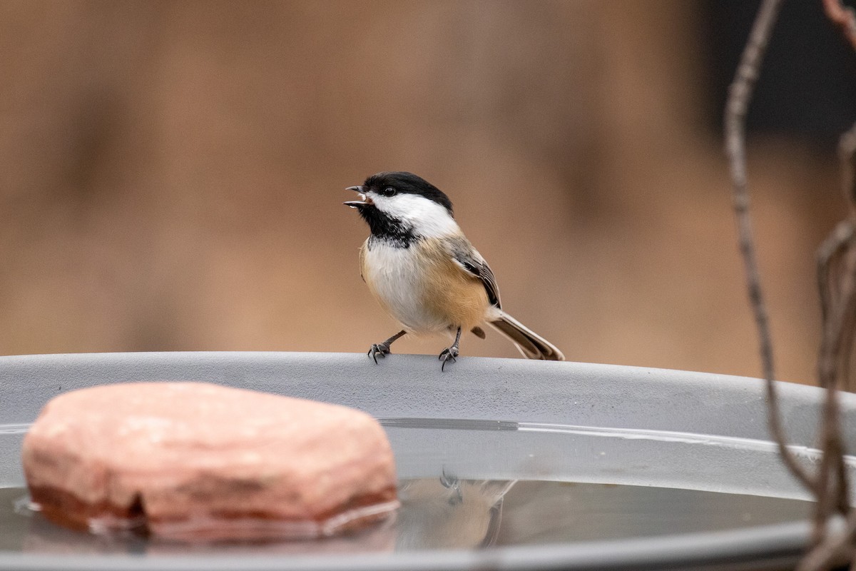 Black-capped Chickadee - ML628383787