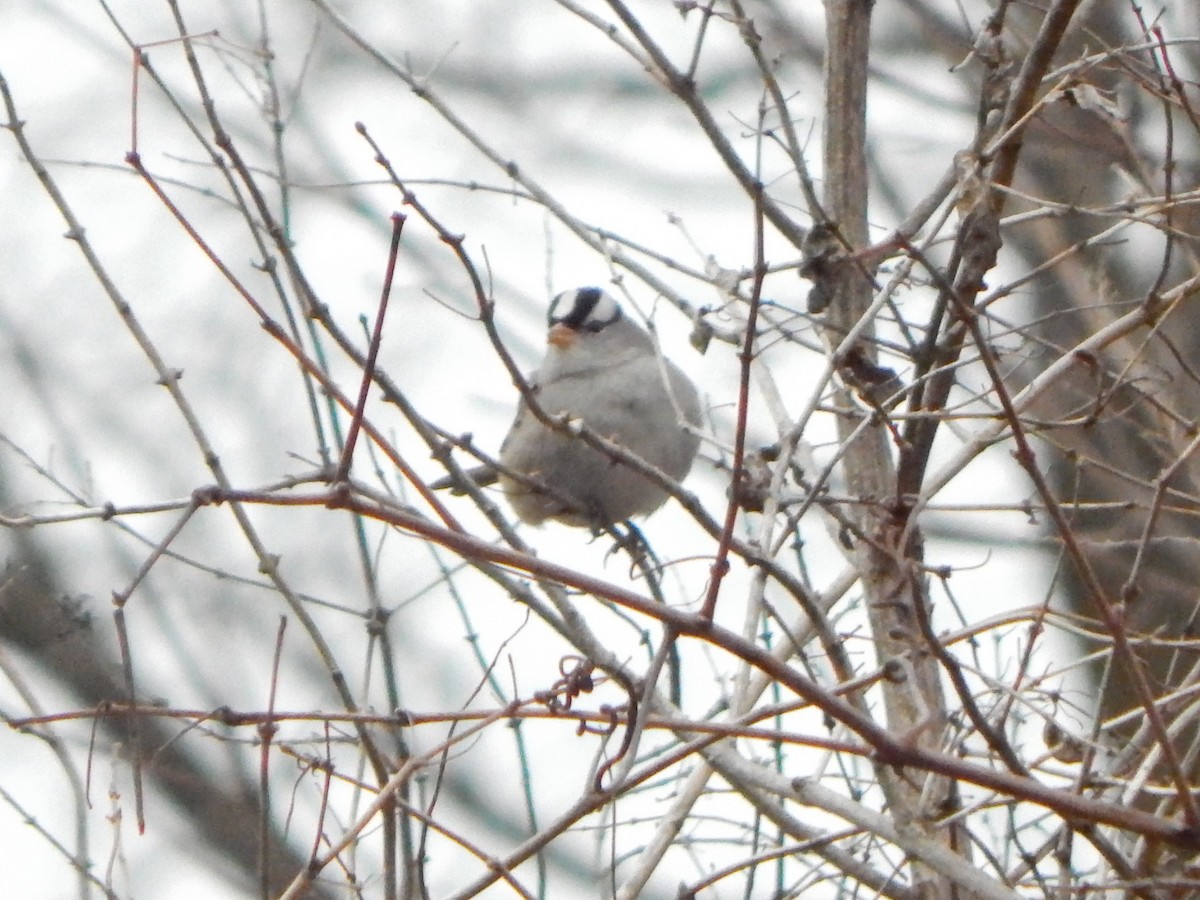 Dachsammer - ML628383900