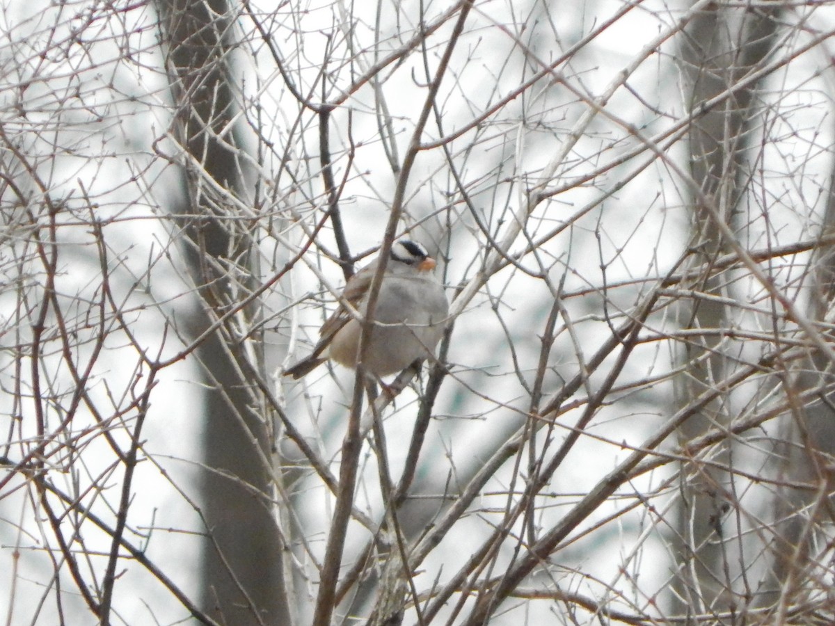 Dachsammer - ML628383901