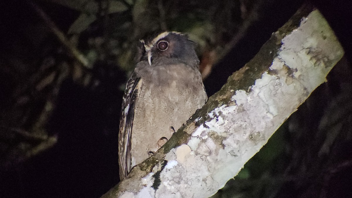 Crested Owl - ML628384086
