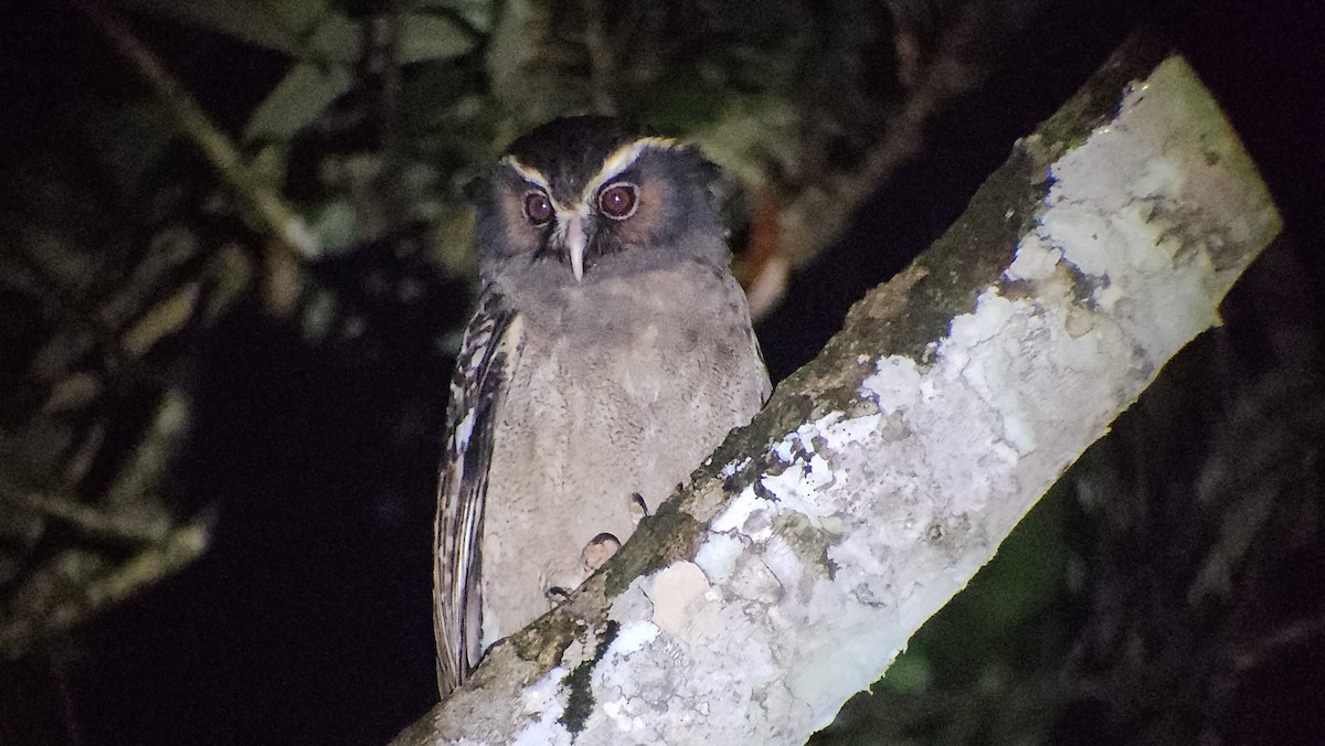Crested Owl - ML628384087