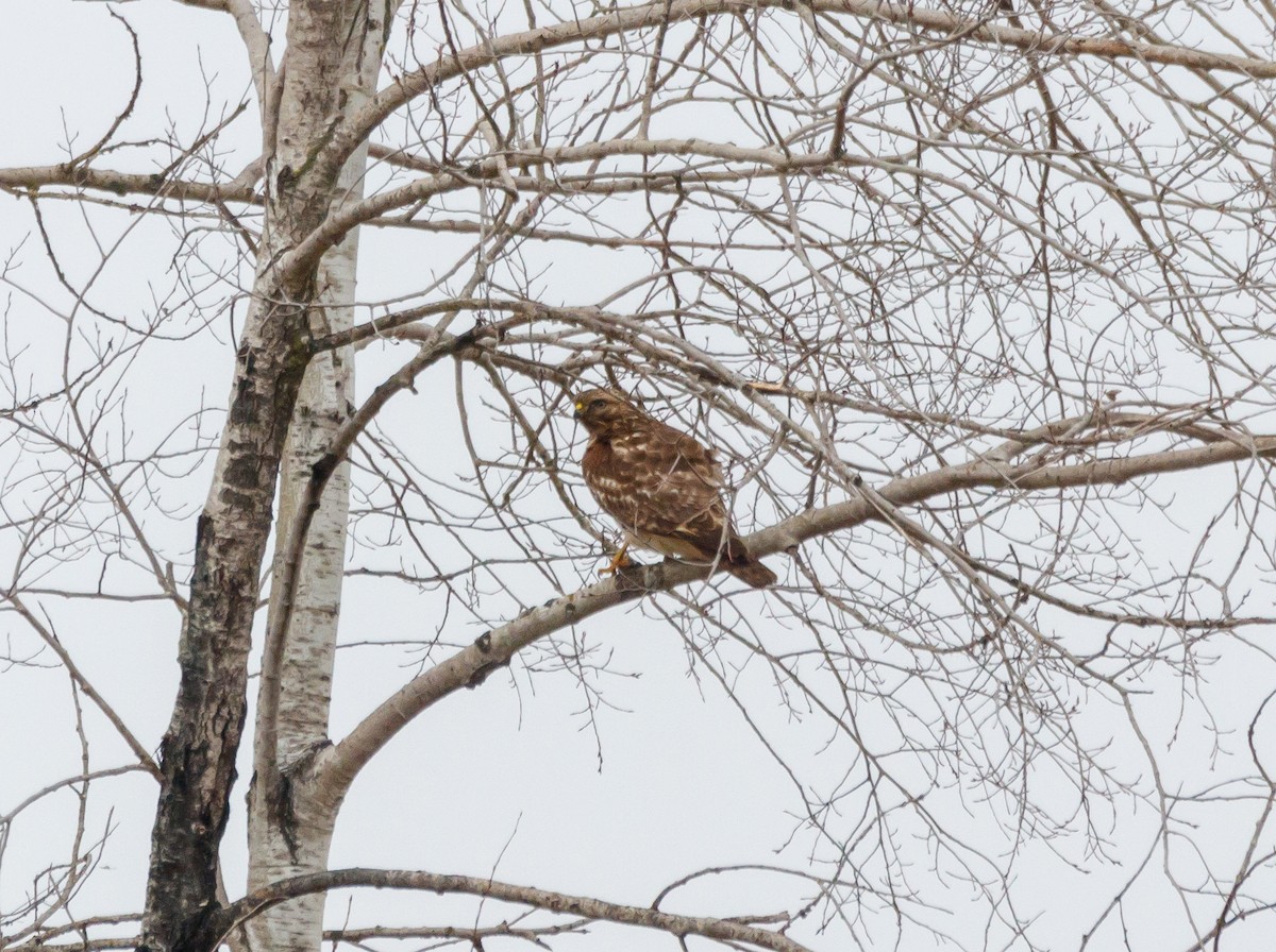 Red-shouldered Hawk - ML628384132