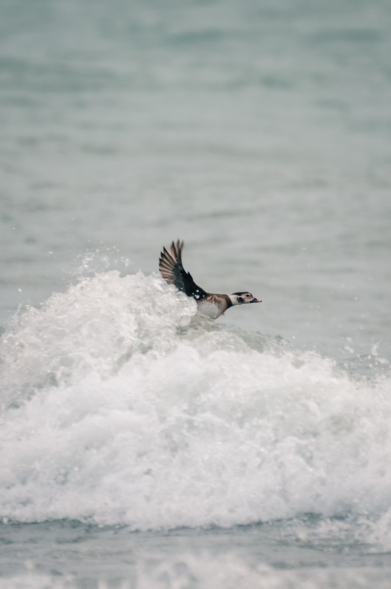 Long-tailed Duck - ML628384451