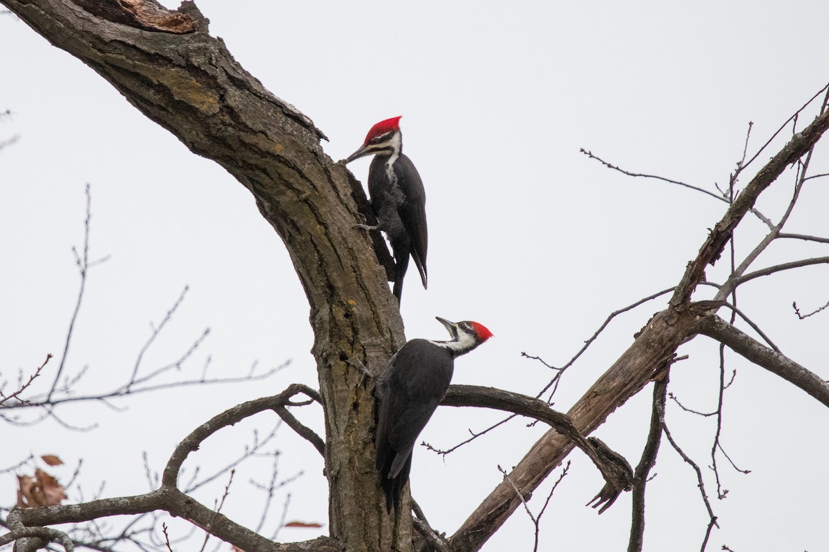 Pileated Woodpecker - ML628384650