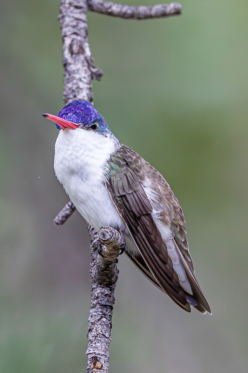 Violet-crowned Hummingbird - ML628384686