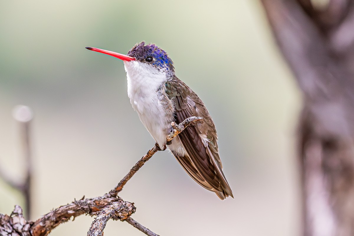 Violet-crowned Hummingbird - ML628384687