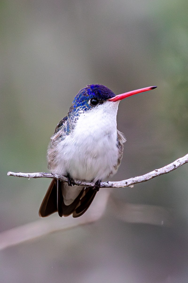 Violet-crowned Hummingbird - ML628384688