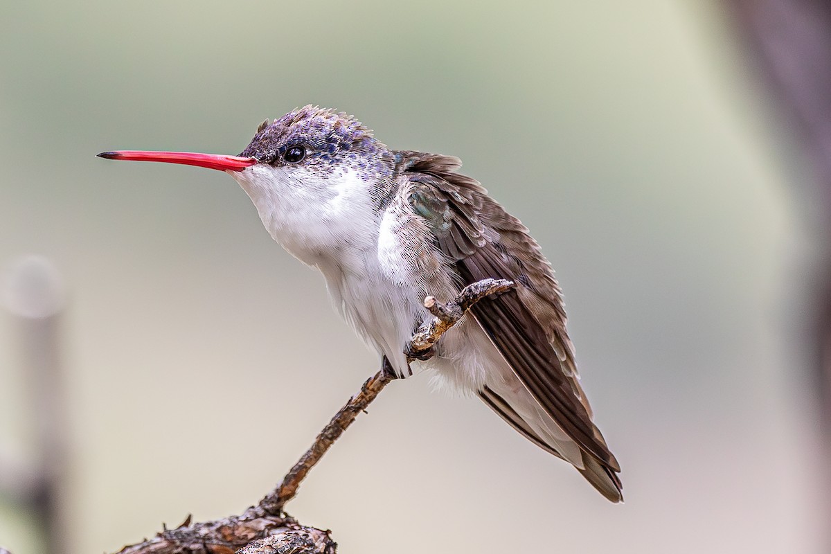 Violet-crowned Hummingbird - ML628384689