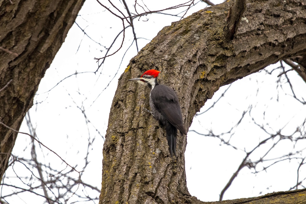Pileated Woodpecker - ML628384695