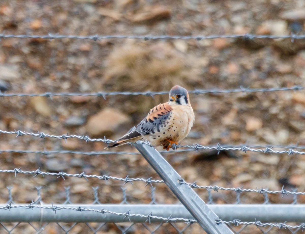 American Kestrel - ML628384701