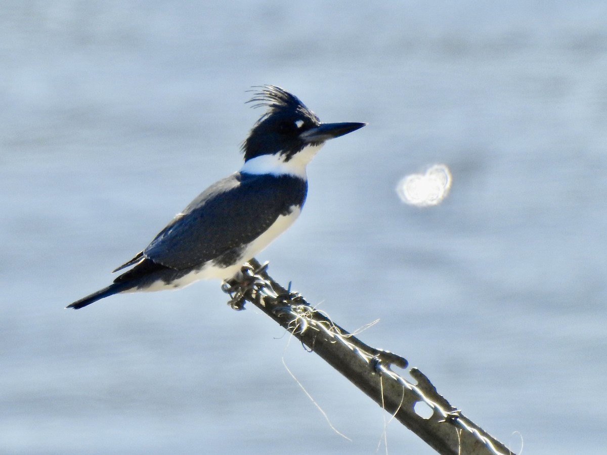 Belted Kingfisher - ML628384725