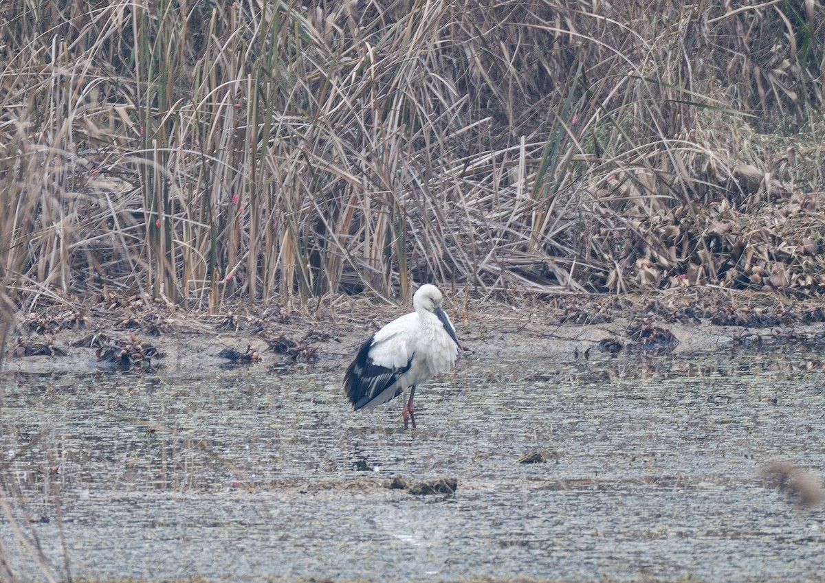 Oriental Stork - ML628384828