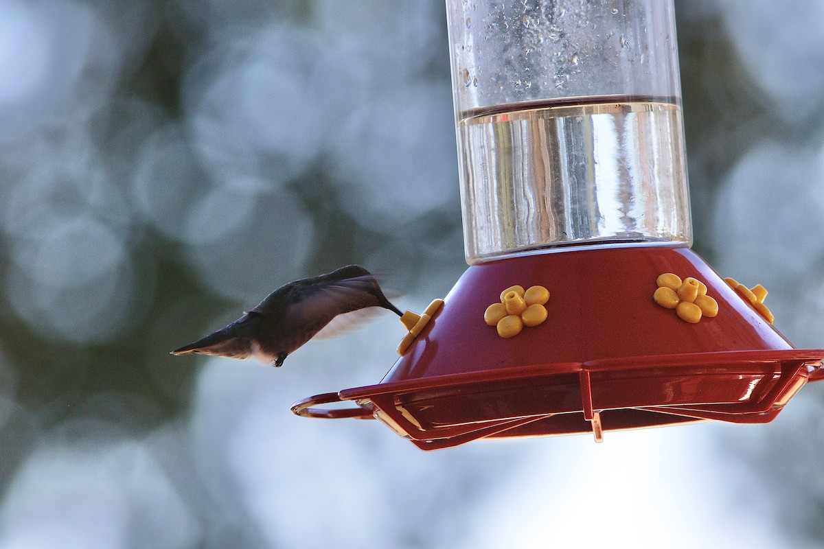 Anna's Hummingbird - ML628384954